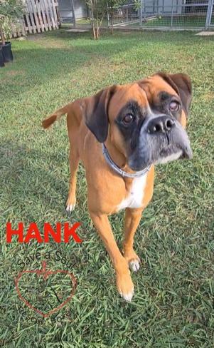 Hank boxer puro di 5 anni Foto 4